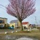 雪残る　桜咲く　