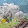 桜吹雪の木知原駅