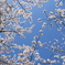 春の青空(^^)/