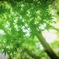 どうやら夏らしい