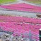 茶臼山高原　芝桜
