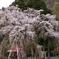 おしら様の枝垂れ桜
