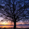 夜明けのシンボルツリー