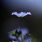 Nemophila insignis blue