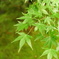 瑠璃光院