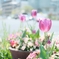 都会の花壇