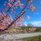 河津桜