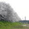長浜新川の桜