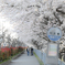 長浜新川の桜