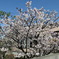 我が家の桜