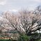 「一心行桜」4月2日は３分咲