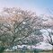江津湖　桜ベンチ