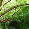 北野天満宮あおもみじ　紙屋川