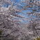 桜並木のサイクリングロード