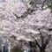 桜咲くサイクリングロード