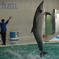 おたる水族館 イルカショー その1