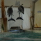 おたる水族館 イルカショー その3