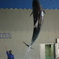 おたる水族館 イルカショー その4