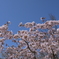 有珠善光寺(サクラ)