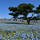 ひたち海浜公園のネモフィラ