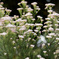 Rice flower