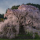 又兵衛桜