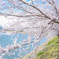 唐古鍵遺跡の桜