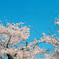 D9686E6C-5CE6-4D80-9EFC-9D53BE1AA69E
