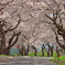大野川桜並木