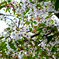 清楚な大島桜の花