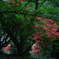 躑躅の森