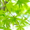 有馬 新緑