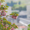 桜と街