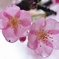 早咲き桜