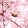 蜜蜜蜜〜！