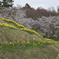 せたな町西丹羽(玉川公園サクラ)1