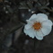 SIGMA dp2 quattro