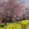 う川古代桜