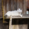 ねこ