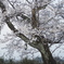 うかわ古代桜２