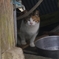 ねこ３