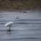 海岸線の春（チュウダイサギ）
