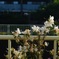 川沿い#1