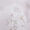 今年の桜
