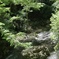 Green fall