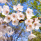 かわいい白い桜