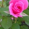 薔薇