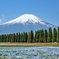 富士山とネモフィラ