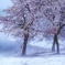 水辺の桜