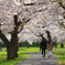 桜の樹の下で